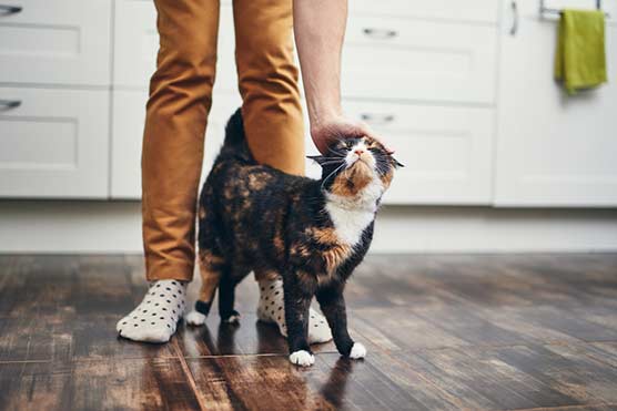 7-Mistakes-cat-owners-make