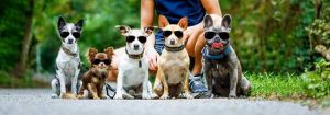 All-Pet-Lover-About-Us