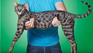 Biggest-Domestic-Cat-in-The-World