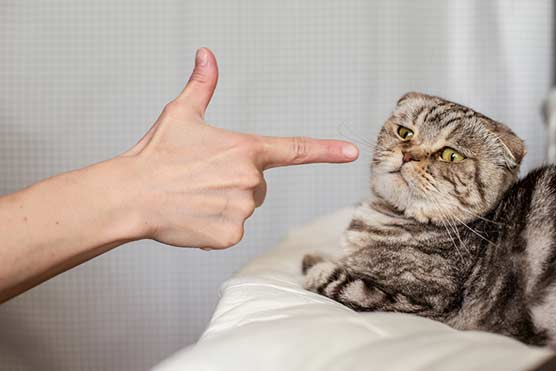 10-Tips-How-to-Get-Along-Better-with-Your-Cat