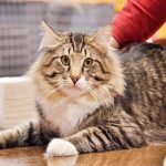 biggest-domestic-cat-in-the-world