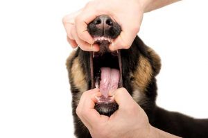 12-Signs-Your-Pet-is-Crying-for-Help