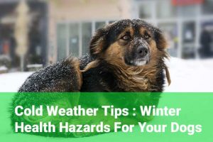 Winter-Health-Hazards-for-your-dogs