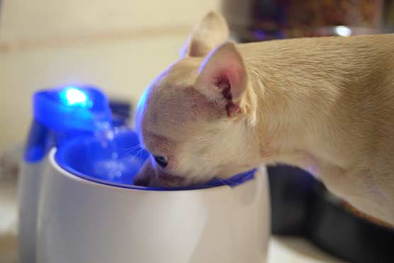 Consider-a-Pet-drinking-fountain