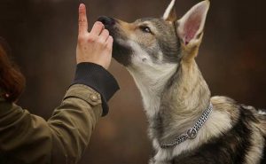 puppy-training-tips
