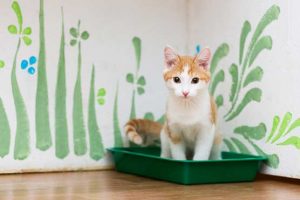10-Tips-How-to-Get-Along-Better-with-Your-Cat