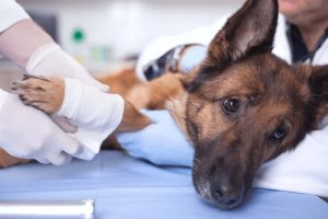 Common-Dog-Health-Problems