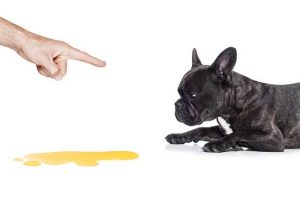 puppy-training-tips
