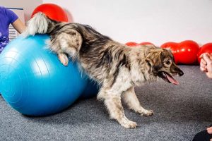 puppy-training-tips