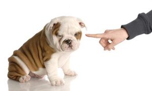 puppy-training-tips