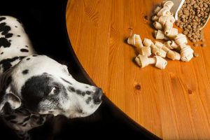 puppy-training-tips