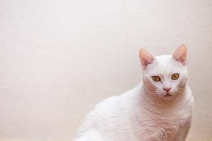 10-Tips-How-to-Get-Along-Better-with-Your-Cat