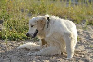 Dog's-Tail-Biting-Behavior-and-How-to-Stop-It