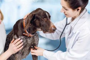Dog's-Tail-Biting-Behavior-and-How-to-Stop-It