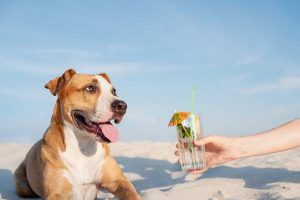 11-Tips-for-How-to-Keep-a-Dog-Cool-in-Summer-Prevent-Heatstroke