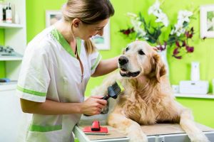 11-Tips-for-How-to-Keep-a-Dog-Cool-in-Summer-Prevent-Heatstroke