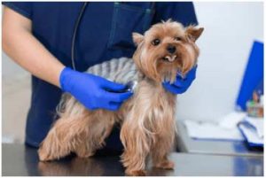 Common-Dog-Health-Problems