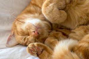 12-Signs-Your-Pet-is-Crying-for-Help