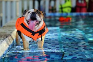 Nine-top-tips-to-help-keep-your-dog-healthy