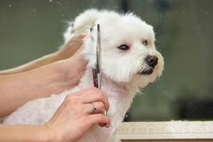NINE-TOP-TIPS-TO-HELP-KEEP-YOUR-DOG-HEALTHY