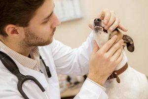 Puppy-Is-Not-Eating-Causes-and-Advice