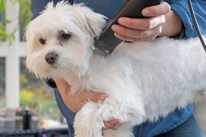 Winter-Health-Hazards-for-your-dogs