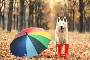 11-Tips-for-How-to-Keep-a-Dog-Cool-in-Summer-Prevent-Heatstroke