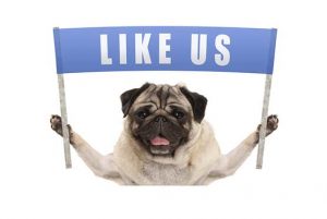 Nine-top-tips-to-help-keep-your-dog-healthy