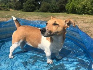 11-Tips-for-How-to-Keep-a-Dog-Cool-in-Summer-Prevent-Heatstroke