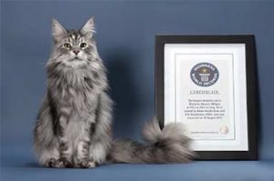 Biggest-Domestic-Cat-in-The-World