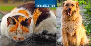 12-Signs-Your-Pet-is-Crying-for-Help