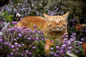 Biggest-Domestic-Cat-in-The-World