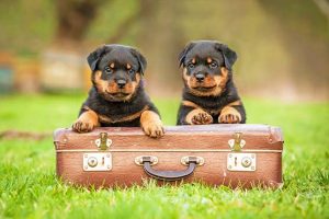 Puppy-Is-Not-Eating-Causes-and-Advice