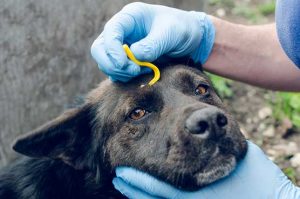DIY-First-Aid-Kit-For-Your-Dog-First-Aid-For-Dogs