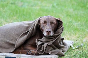 11-Tips-for-How-to-Keep-a-Dog-Cool-in-Summer-Prevent-Heatstroke