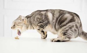 12-Signs-Your-Pet-is-Crying-for-Help