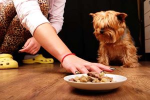 Puppy-Is-Not-Eating-Causes-and-Advice