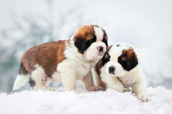 Cold Weather Tips : Winter Health Hazards For Your Dogs