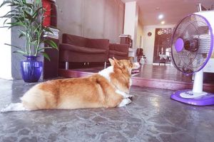 How To Keep A Dog Cool Outside