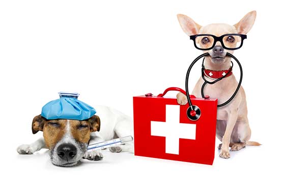 DIY-First-Aid-Kit-For-Your-Dog-First-Aid-For-Dogs