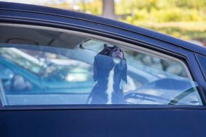 How-To-Keep-A-Dog-Cool-Outside