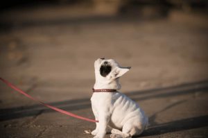 puppy-training-tips