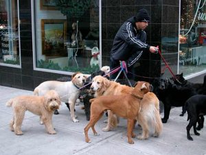 Learn-Easily-How-to-Start-Dog-walking-Business
