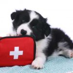 A-comprehensive-guide-on-first-aid-for-dogs