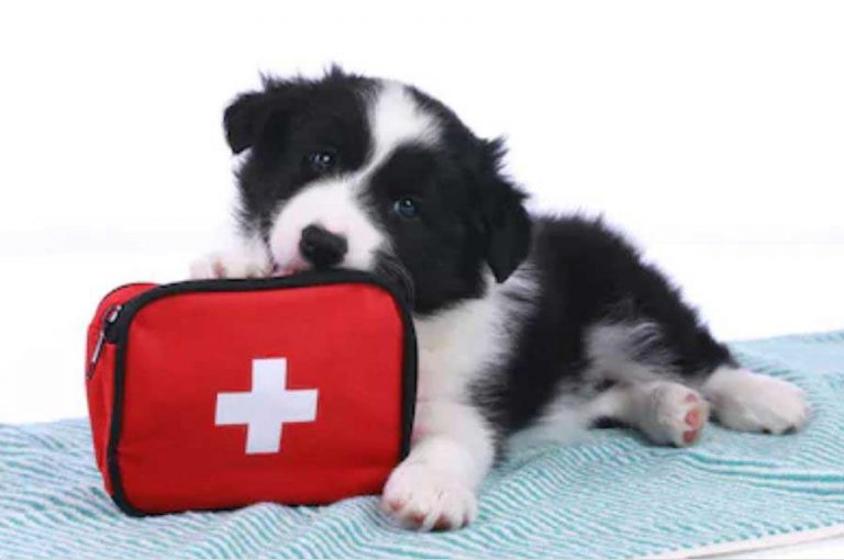 A-comprehensive-guide-on-first-aid-for-dogs