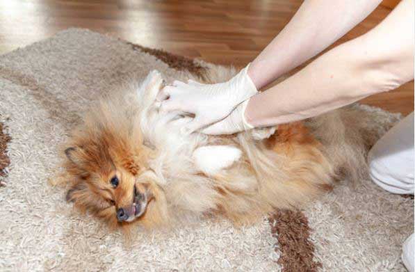 The-ultimate-Dog-Heat-Stroke-Treatment