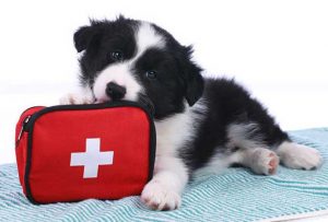 The-ultimate-Dog-Heat-Stroke-Treatment