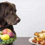 Ultimate-Essential-Nutrients-Your-Dog-Needs