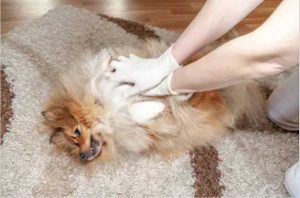 A-comprehensive-guide-on-first-aid-for-dogs