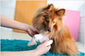 A-comprehensive-guide-on-first-aid-for-dogs